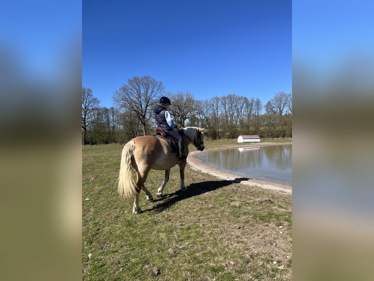 Haflinger Mare 12 years 15.2 hh Buckskin in Bad Segeberg