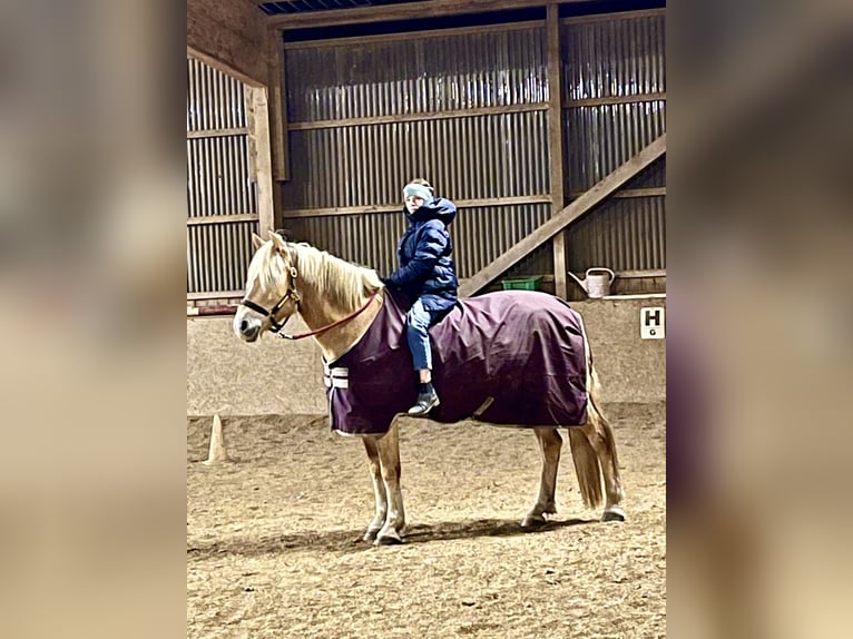 Haflinger Mare 12 years 15.2 hh Buckskin in Bad Segeberg