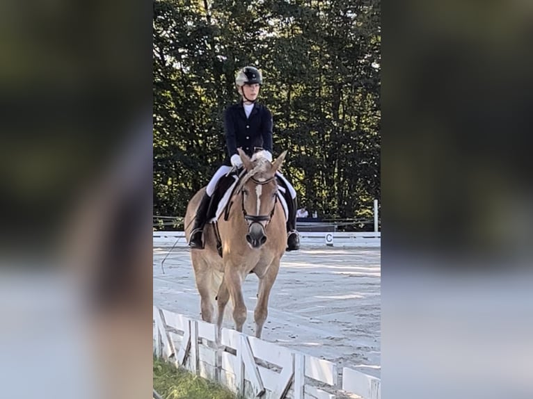 Haflinger Mare 12 years 15.2 hh Buckskin in Bad Segeberg