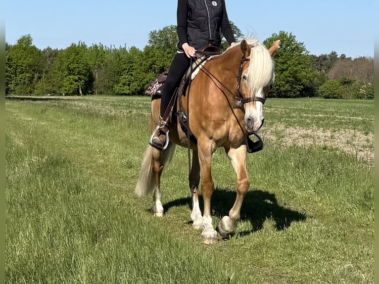 Haflinger Mare 12 years 15.2 hh  in Schmogrow-Fehrow