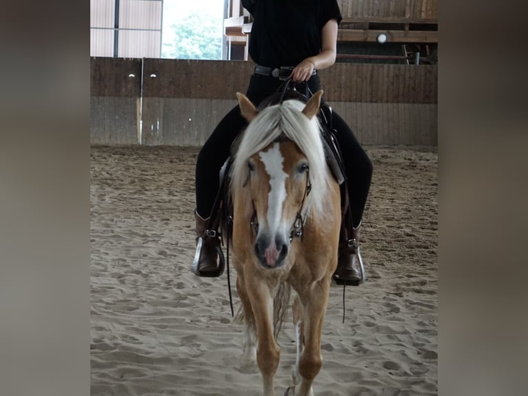 Haflinger Mare 12 years 15.2 hh  in Schmogrow-Fehrow