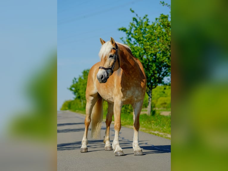 Haflinger Mare 12 years 15 hh Chestnut-Red in Bösleben