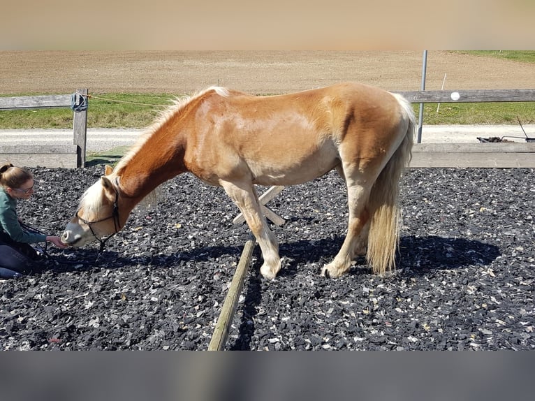 Haflinger Mare 12 years 15 hh Chestnut-Red in Bösleben