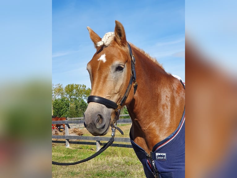 Haflinger Mare 12 years 15 hh Chestnut-Red in Bösleben