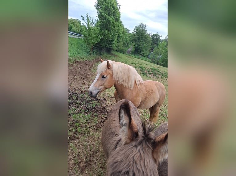 Haflinger Mare 12 years Chestnut-Red in Schotten
