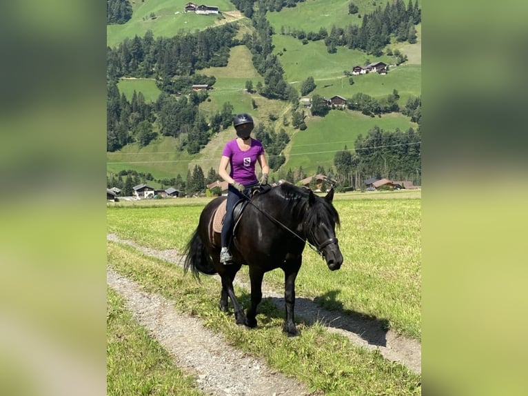 Haflinger Mare 12 years  in Döllach