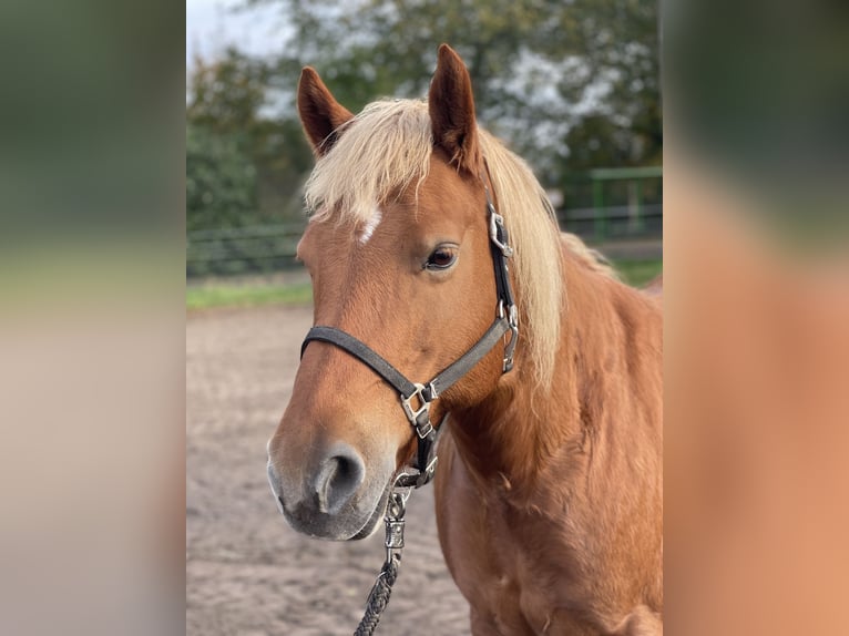 Haflinger Mare 13 years 13,1 hh Chestnut-Red in Trebbin