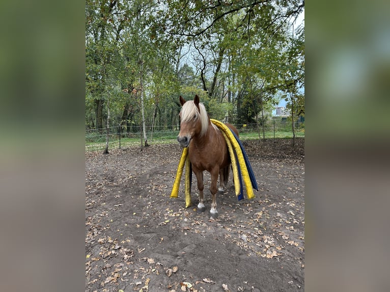 Haflinger Mix Mare 13 years 13.2 hh Chestnut-Red in Jüterbog