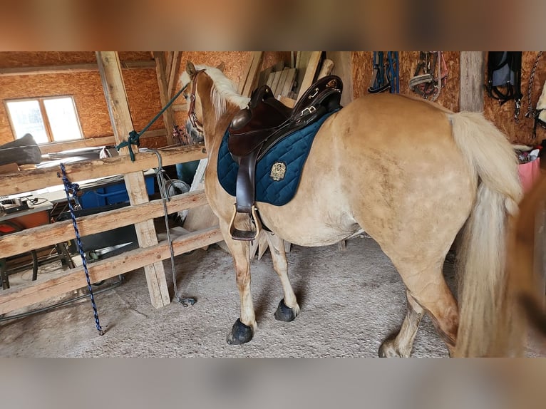 Haflinger Mare 13 years 14,1 hh Chestnut-Red in Amstetten-kollmitzberg