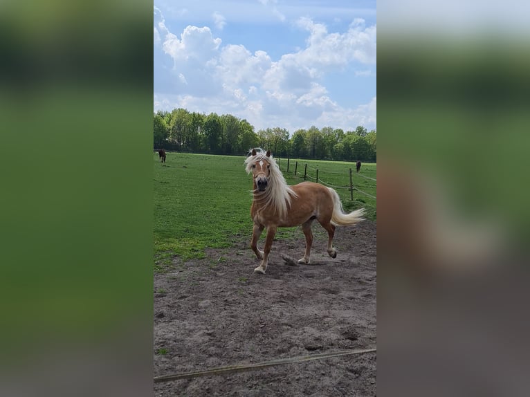 Haflinger Mare 13 years 14,1 hh Chestnut-Red in Oosteind