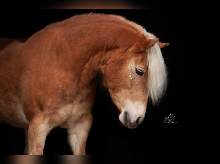 Haflinger Mare 13 years 14,1 hh Chestnut-Red in Oosteind