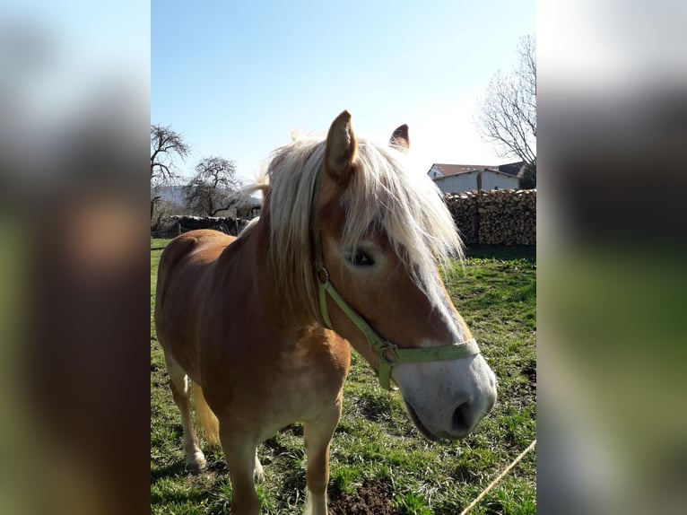 Haflinger Mare 13 years 14,1 hh Chestnut-Red in Göppingen