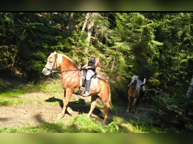 Haflinger Mare 13 years 14,1 hh Chestnut-Red in Rechnitz