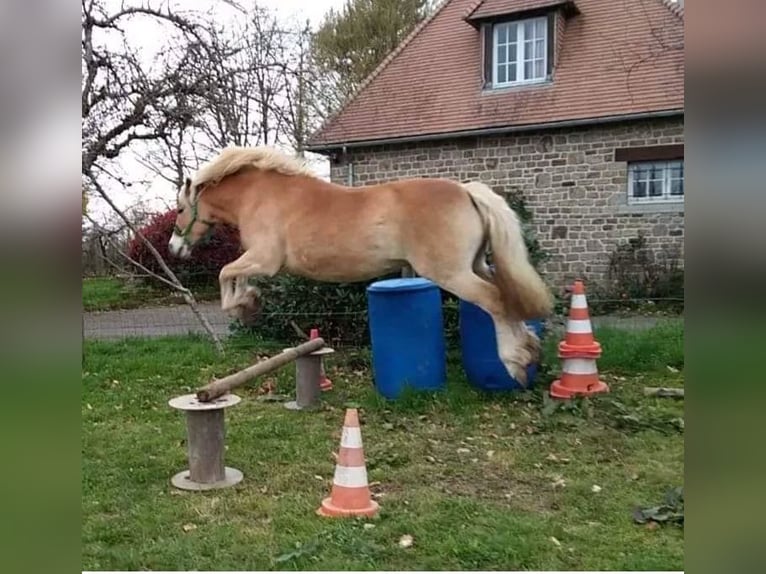 Haflinger Mare 13 years 14,2 hh Chestnut-Red in Fert&#xE9; Mac&#xE9;