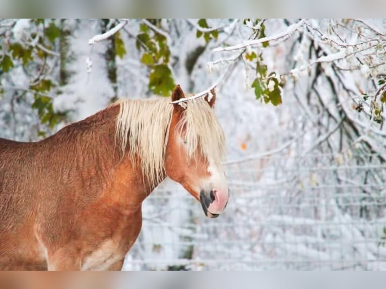 Haflinger Mare 13 years 14,2 hh Chestnut-Red in Fert&#xE9; Mac&#xE9;