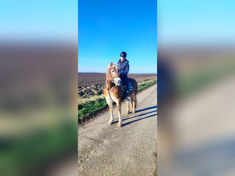 Haflinger Mare 13 years 14.2 hh  in Einbeck/Hoppensen