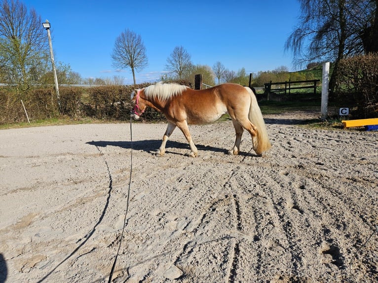 Haflinger Mare 13 years 14.2 hh  in Einbeck/Hoppensen
