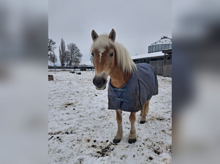 Haflinger Mare 13 years 14.2 hh  in Einbeck/Hoppensen