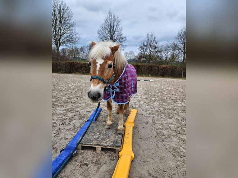 Haflinger Mare 13 years 14.2 hh  in Einbeck/Hoppensen