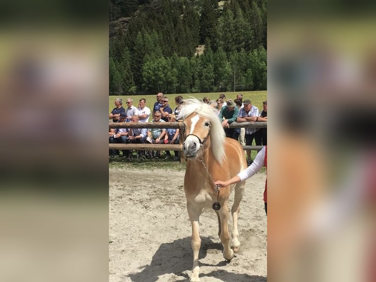 Haflinger Mare 13 years 14.2 hh  in Leutasch