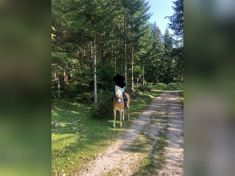 Haflinger Mare 13 years 14.2 hh  in Leutasch