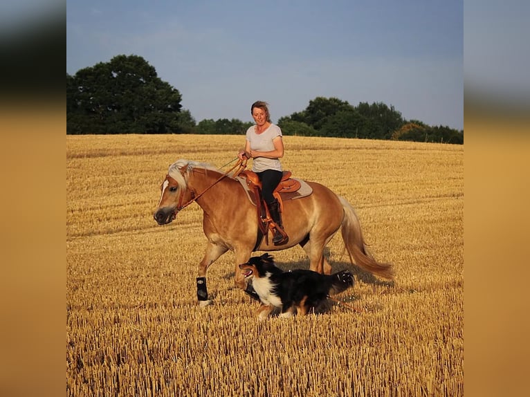 Haflinger Mare 13 years 14,2 hh Palomino in Dannau