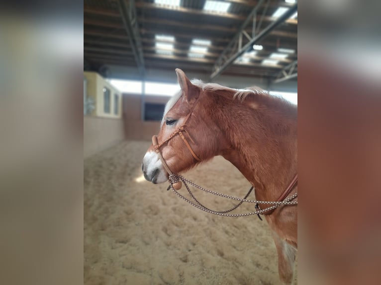 Haflinger Mare 13 years 14,2 hh Palomino in Dannau