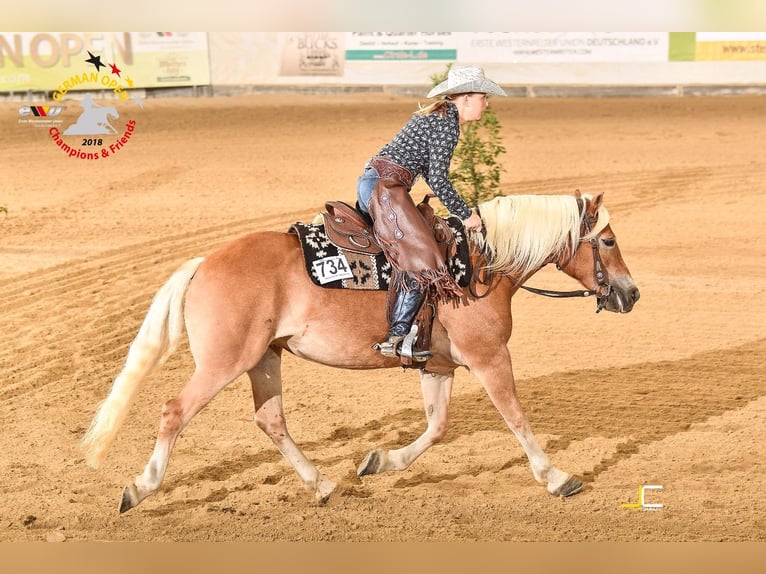 Haflinger Mare 13 years 14,2 hh Palomino in Dannau