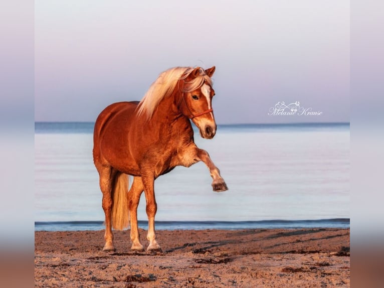 Haflinger Mare 13 years 14,2 hh Palomino in Dannau