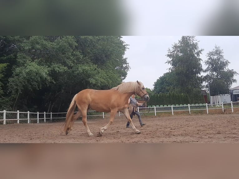 Haflinger Mare 13 years 14,2 hh Palomino in Dannau