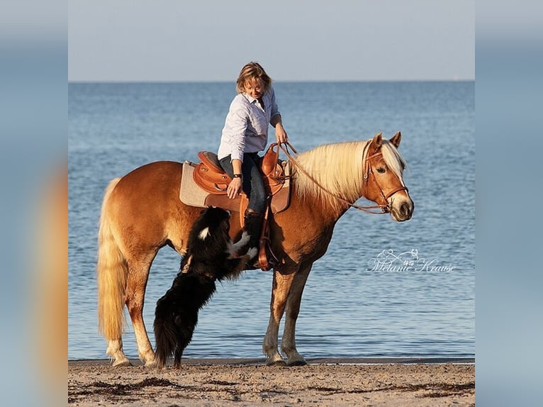 Haflinger Mare 13 years 14,2 hh Palomino in Dannau