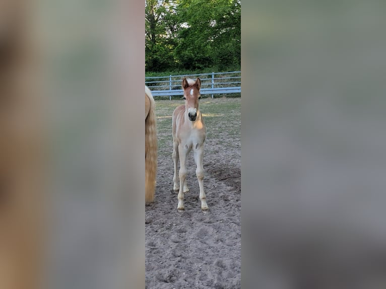 Haflinger Mare 13 years 14.3 hh Chestnut-Red in Rauenberg