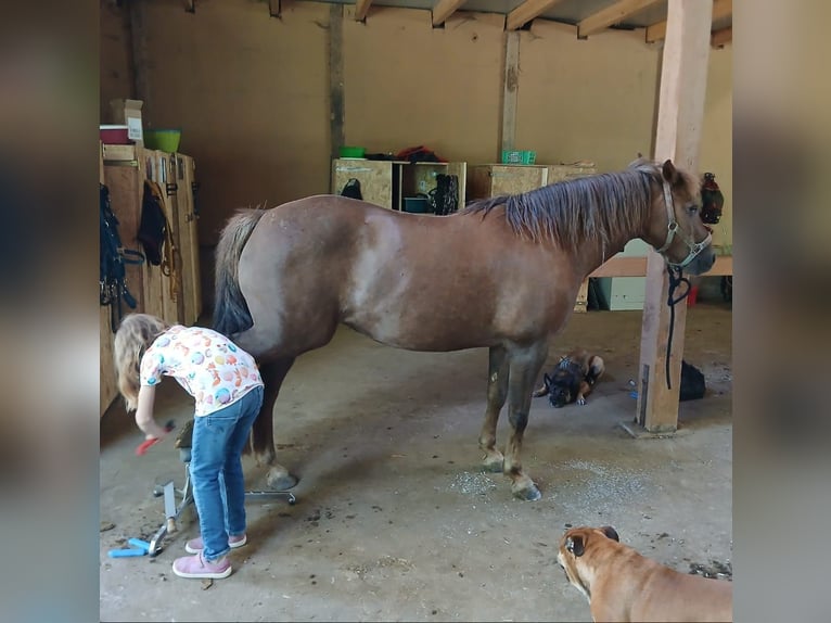 Haflinger Mix Mare 13 years 14 hh Chestnut in Mehrstetten