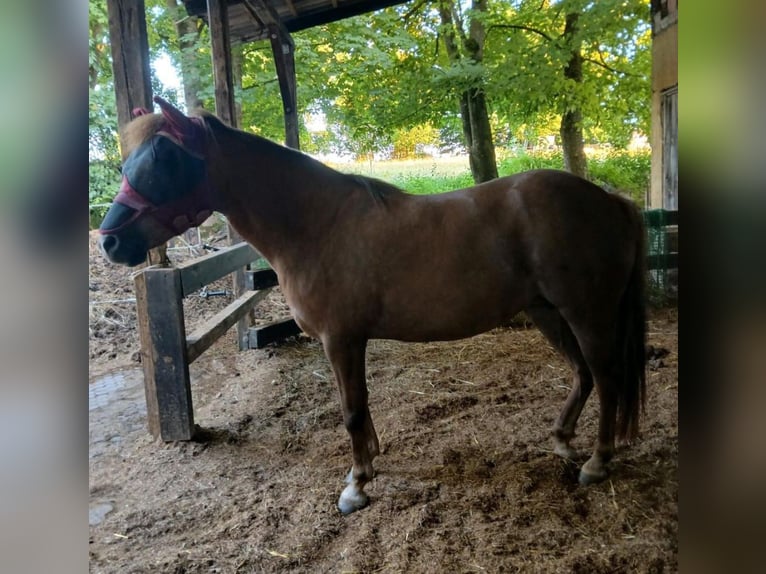 Haflinger Mix Mare 13 years 14 hh Chestnut in Mehrstetten