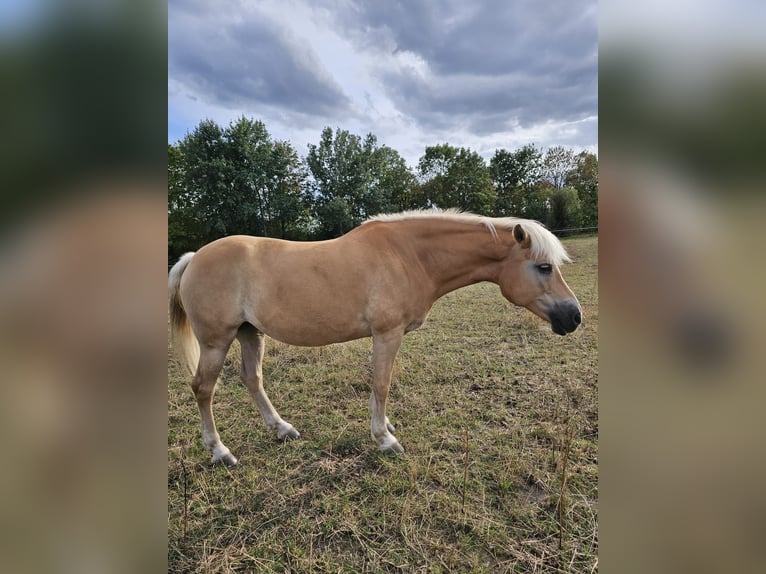 Haflinger Mare 13 years 14,2 hh Chestnut-Red in Uetze