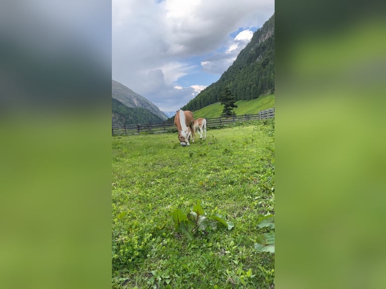 Haflinger Mare 13 years 14,2 hh Chestnut-Red in Vent