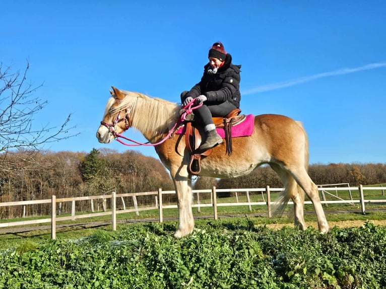 Haflinger Mare 13 years 14,2 hh Chestnut-Red in Linkenbach