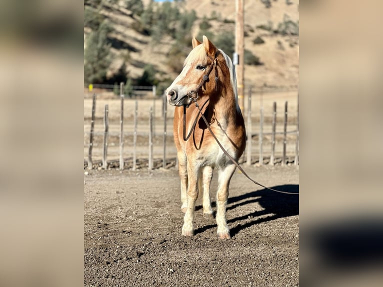 Haflinger Mare 13 years 14,3 hh in Bitterwater CA
