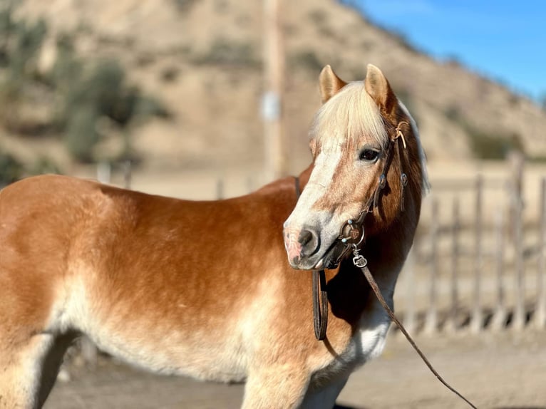 Haflinger Mare 13 years 14,3 hh in Bitterwater CA