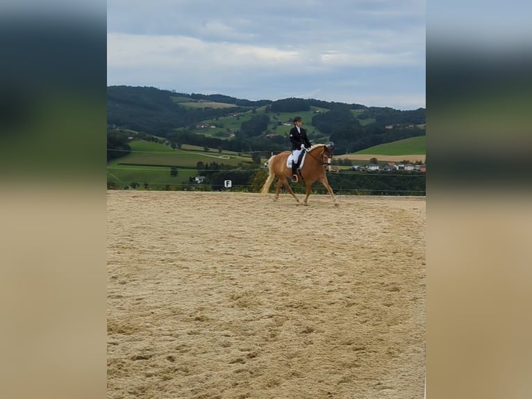 Haflinger Mare 13 years 15.1 hh Chestnut-Red in Steyr