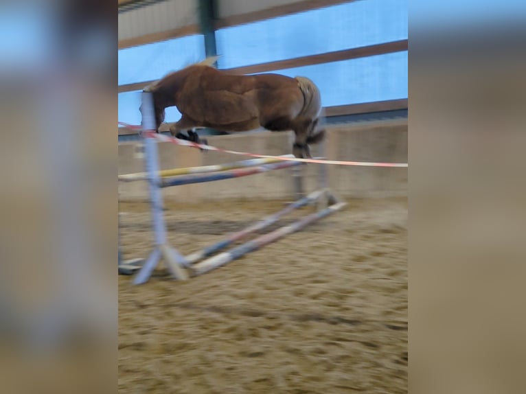 Haflinger Mare 13 years 15.1 hh Chestnut-Red in Steyr
