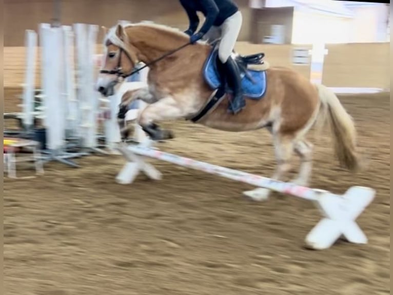 Haflinger Mare 13 years 15,1 hh Chestnut-Red in Pelmberg