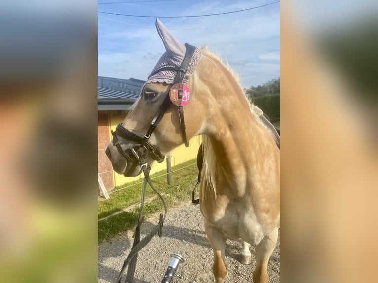 Haflinger Mare 13 years 15,1 hh Chestnut-Red in Pelmberg