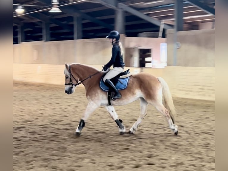 Haflinger Mare 13 years 15,1 hh Chestnut-Red in Pelmberg