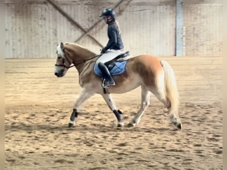 Haflinger Mare 13 years 15,1 hh Chestnut-Red in Pelmberg