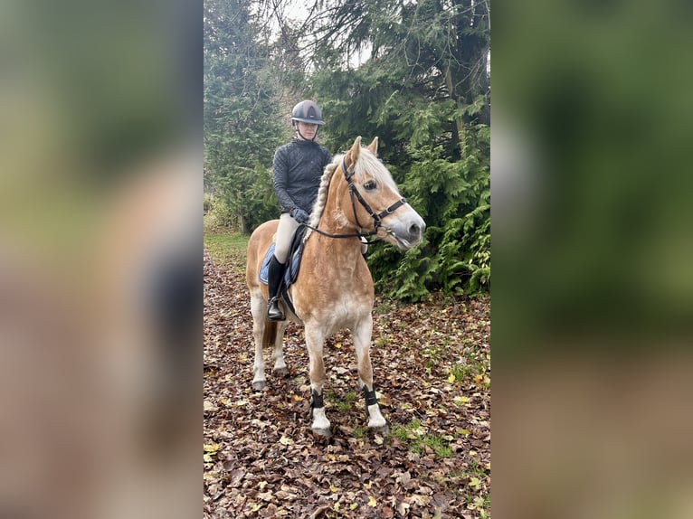 Haflinger Mare 13 years 15,1 hh Chestnut-Red in Pelmberg