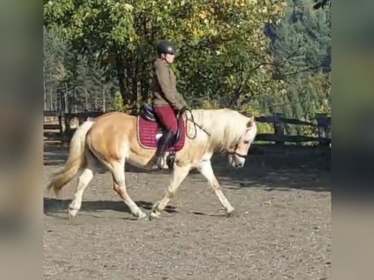 Haflinger Mare 13 years 15,1 hh Chestnut-Red in Pelmberg