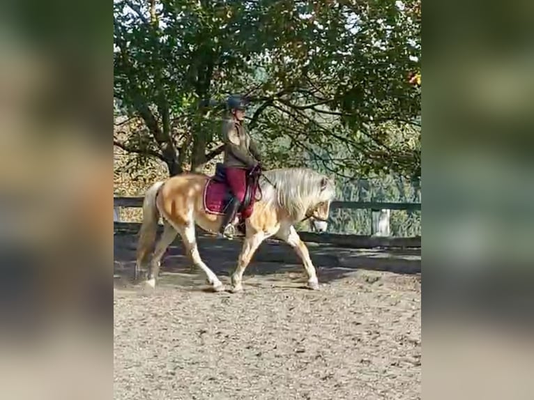 Haflinger Mare 13 years 15,1 hh Chestnut-Red in Pelmberg