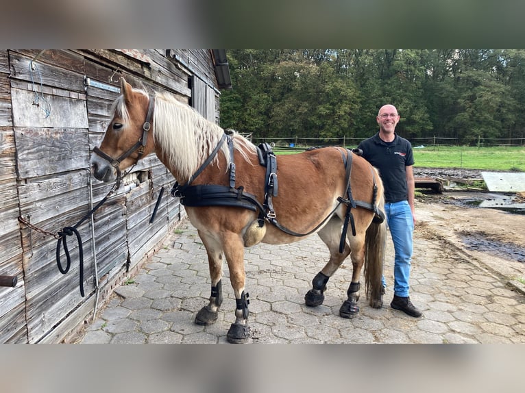 Haflinger Mare 13 years 15 hh Chestnut-Red in Waalwijk