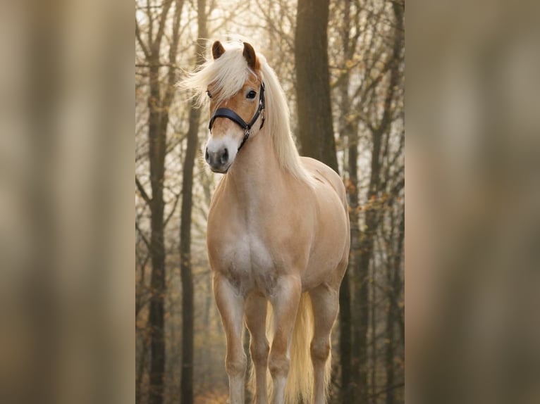 Haflinger Mare 13 years 15 hh Chestnut-Red in Nettersheim